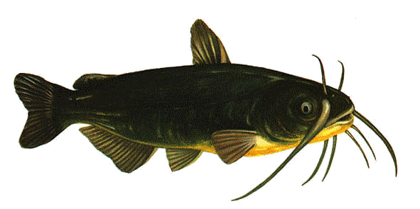 poissonchat.png